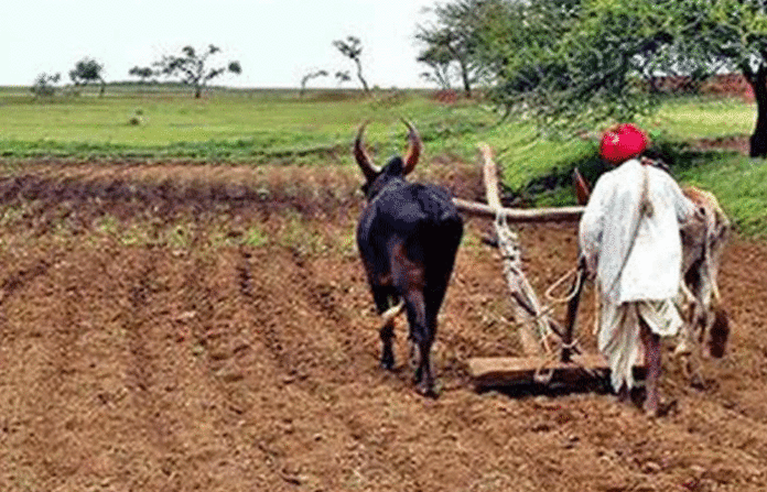 farmer