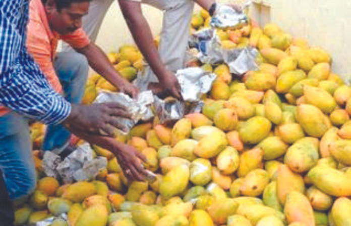 gujrat mango