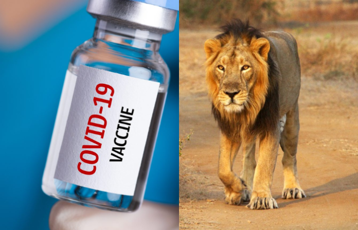 lion