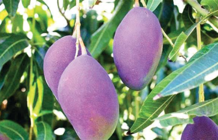 color changing mango