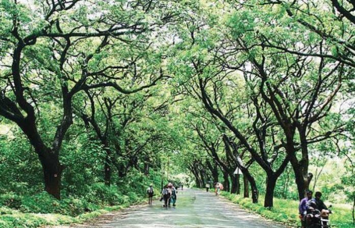 aarey
