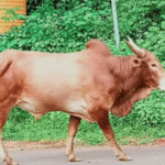 कर्जत पोलीस ठाण्यातील पोलिसांचा अजब कारभार; चोरीची तक्रार करताय? आधी बैलाचा जन्म दाखला दाखवा !