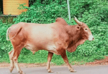 कर्जत पोलीस ठाण्यातील पोलिसांचा अजब कारभार; चोरीची तक्रार करताय? आधी बैलाचा जन्म दाखला दाखवा !