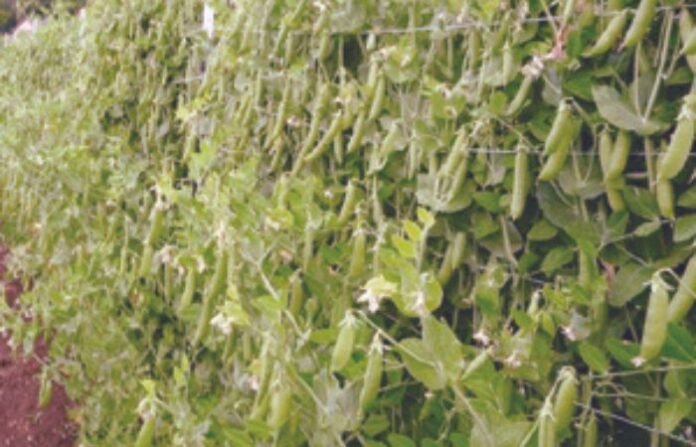 crop