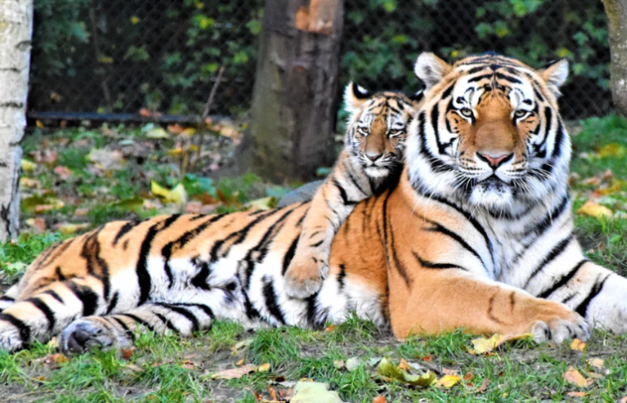 tiger2