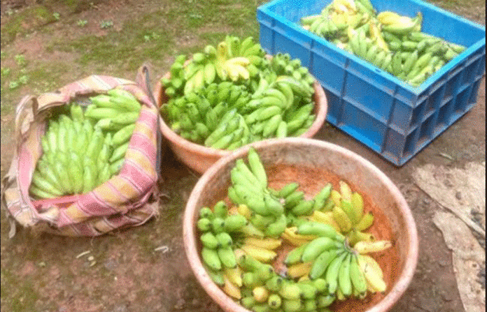 BANANA