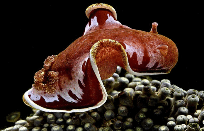 Spanish-Dancer-Sea-Slug5