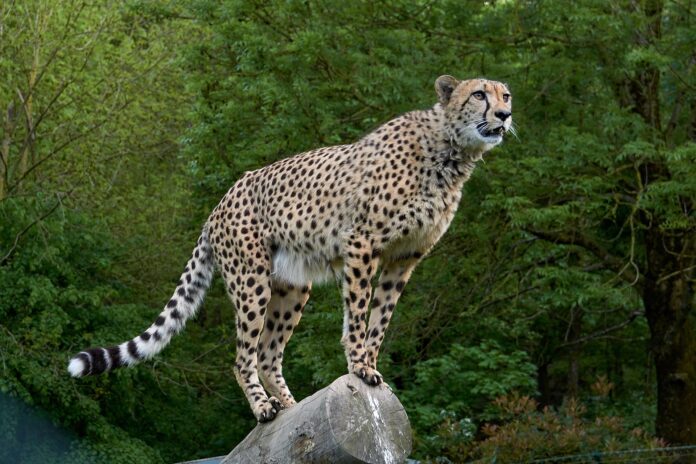 cheetah