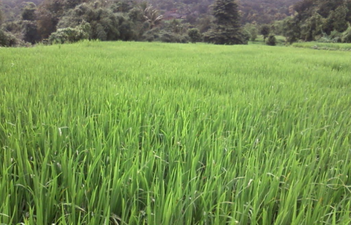 kokan rice farm