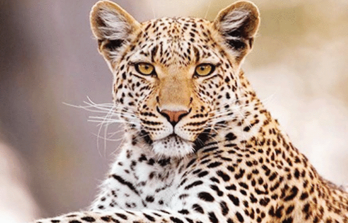 leopard