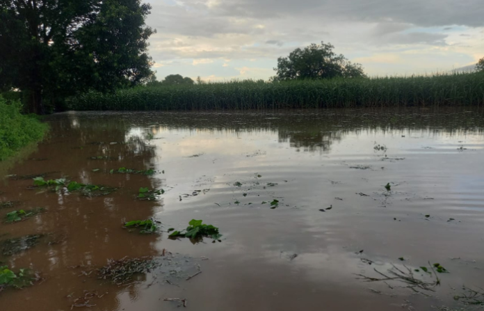 parli farm