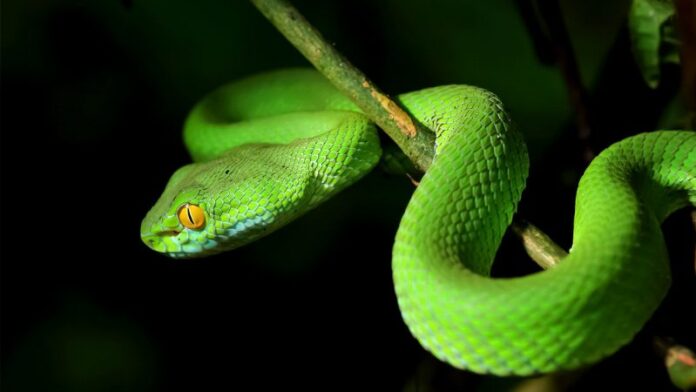 snake