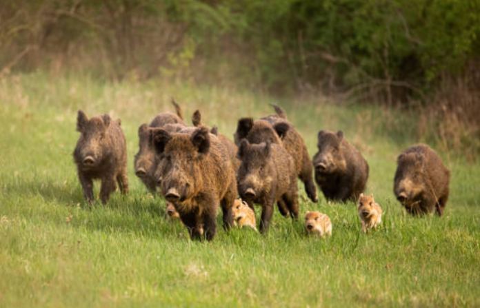 wild boar
