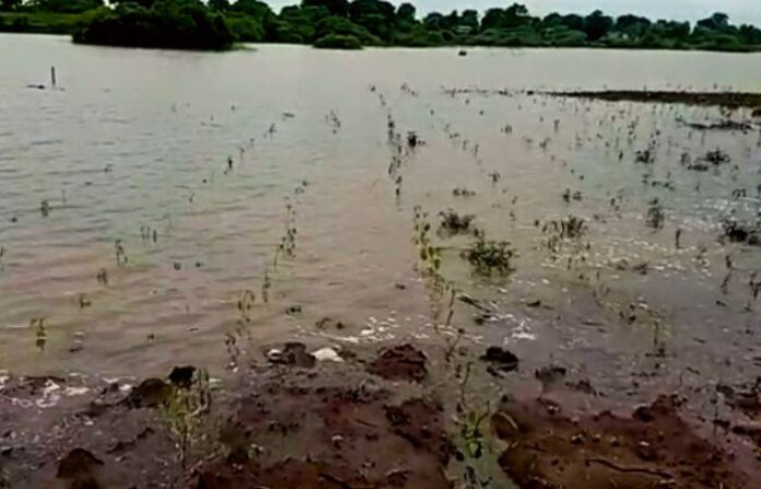 Chilly production under water