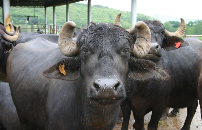 buffalo