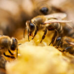 bee-attack