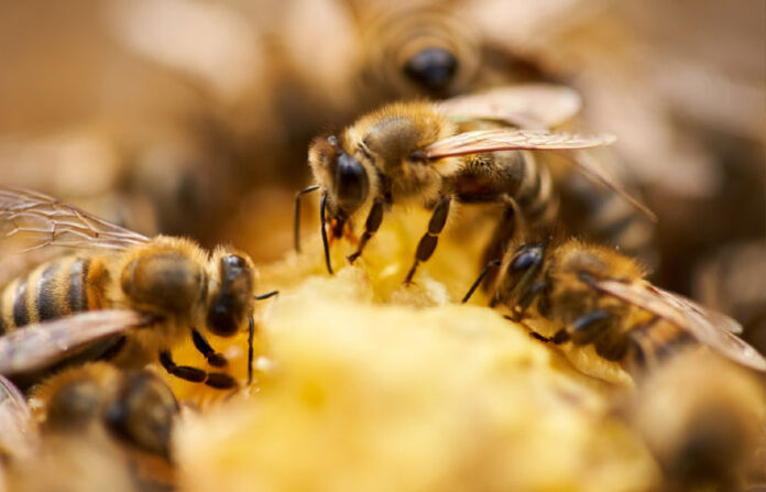 bee-attack
