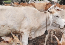 मुद्दा – गोधनाचे महत्त्व