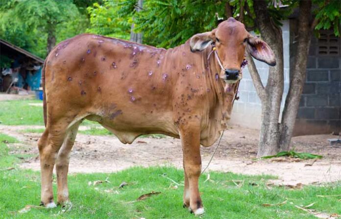 lampi-animal