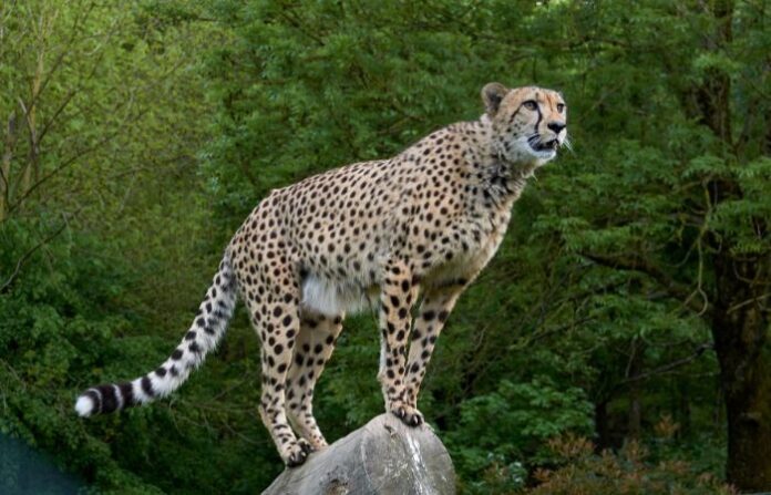 CHEETAH