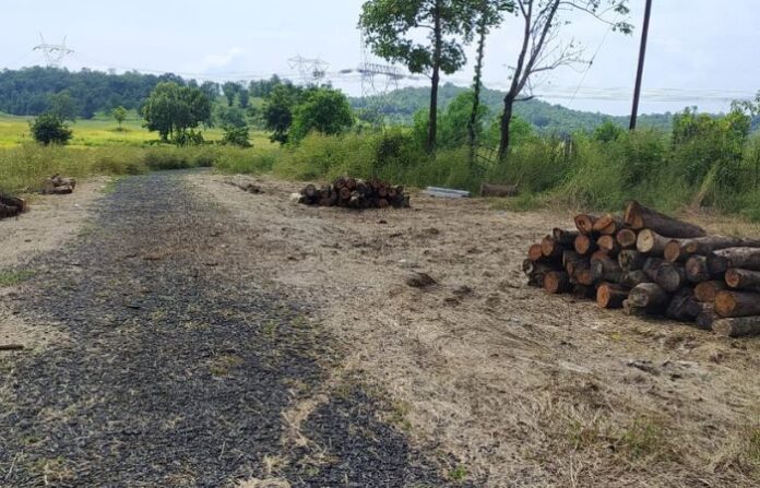 dapoli-tree-cutting