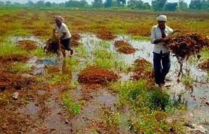 farmer