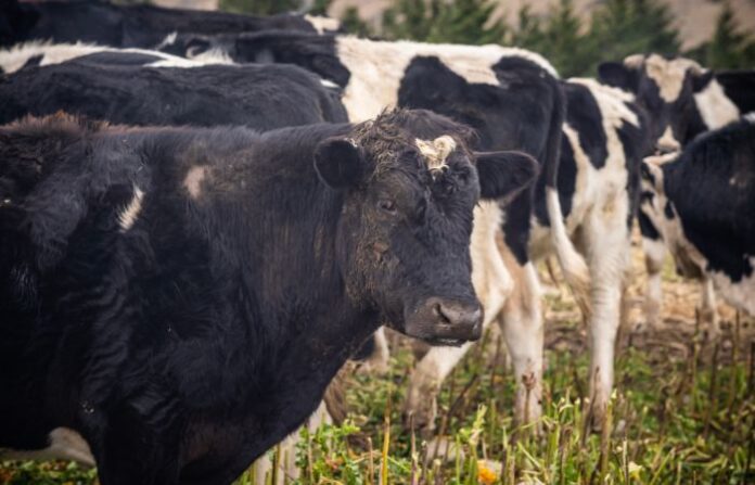 new zealand cow