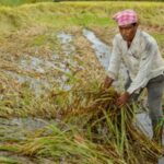 अवकाळीचा 4 लाखांहून अधिक शेतकऱ्यांना फटका, 2 लाख 68 हजार हेक्टरवरील शेतीचे नुकसान