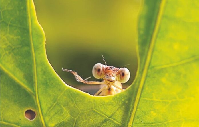 WILDLIFE