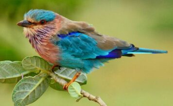 रत्नागिरीत होणार पक्षी मित्र संमेलन; पक्षी मित्र,अभ्यासक आणि संशोधकांची उपस्थिती