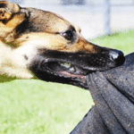 कुत्रा चावण्याच्या नोंदी संदर्भात प्राणी कल्याण मंडळाचे आरोग्य महासंचालकांना पत्र