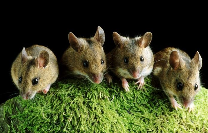 mice