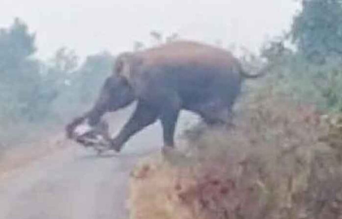 elephant-bhandara