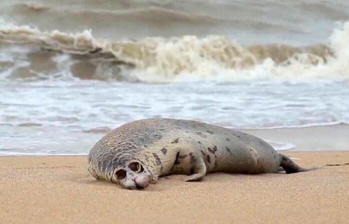 russia caspian seal