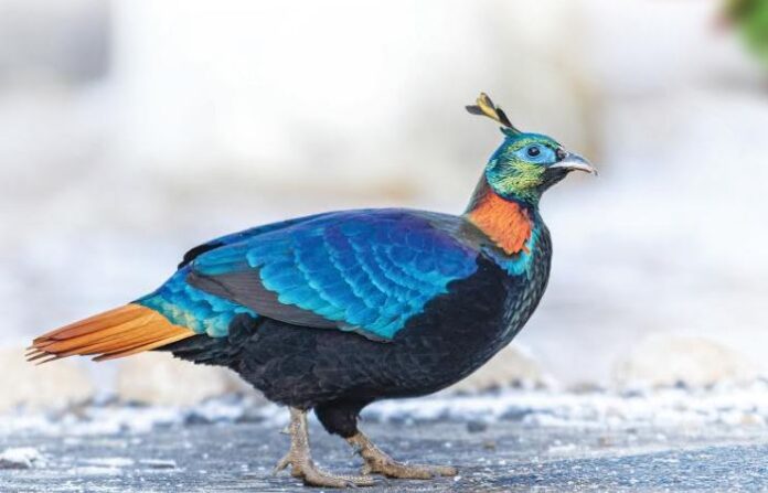 himalayan birds