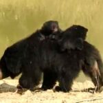 bear-water-search-chandrapur