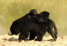 bear-water-search-chandrapur