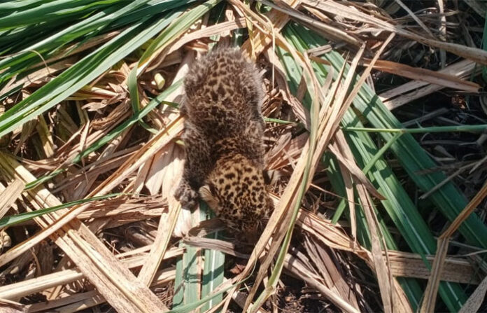 leopard-cub