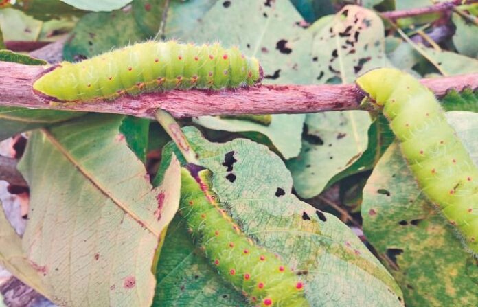 silk worm 1