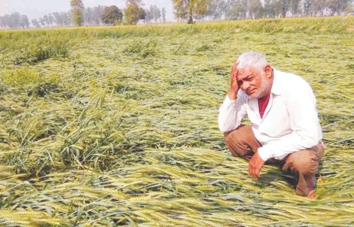 FARMER RAIN