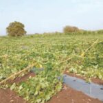 उत्तर महाराष्ट्रात अवकाळी पावसामुळे हाहाःकार, हजारो हेक्टरवरील पिकं झाली आडवी