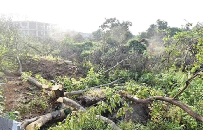 aarey