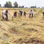 शेतकऱ्यांच्या कर्जवसुलीला एक वर्षाची स्थगिती, ऐन निवडणुकीत महायुती सरकारचा निर्णय