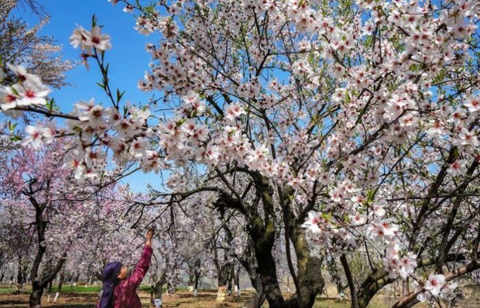 kashmir-1
