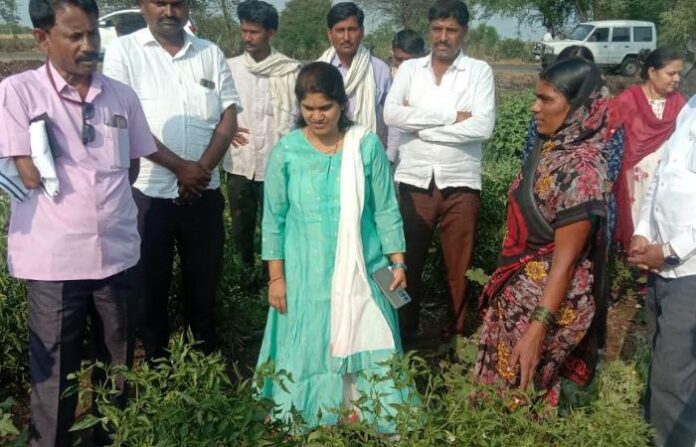 parali damage crop
