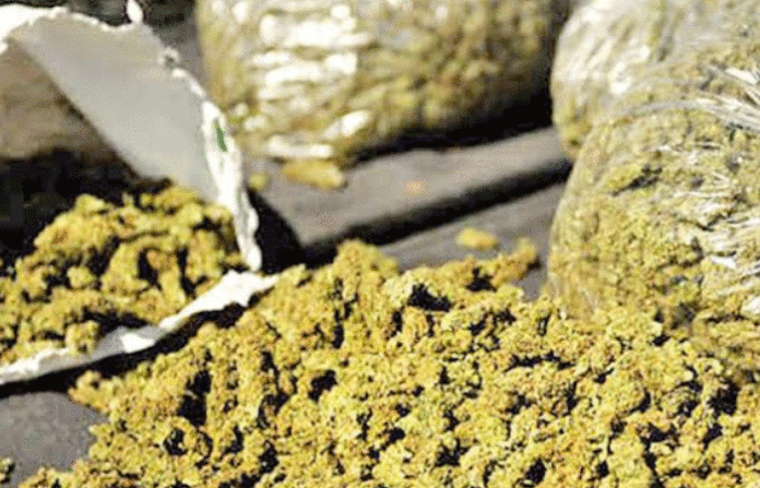 ganja