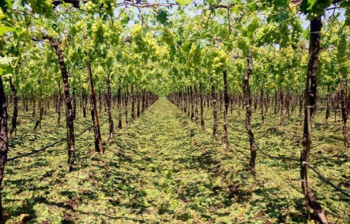 grapes-field-destoryed