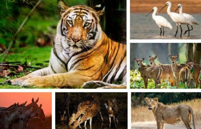 wild life