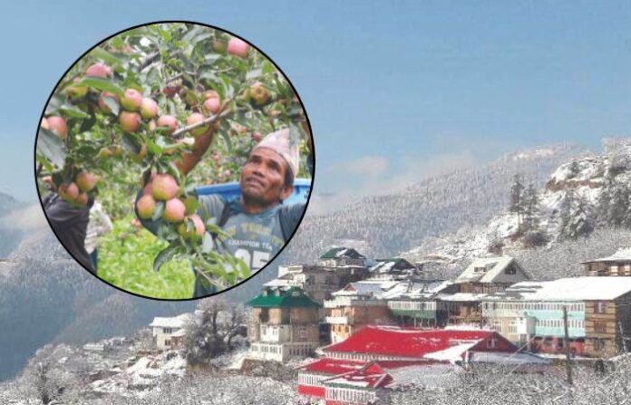 APPLE FARMER