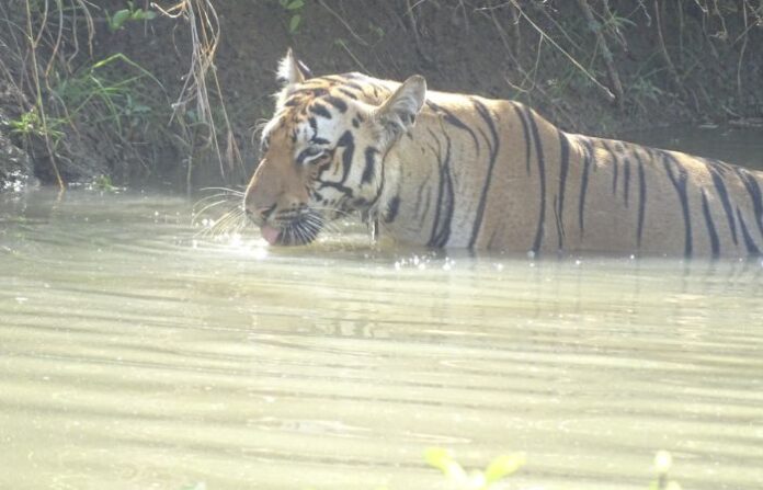 chandrapur-tiger-2